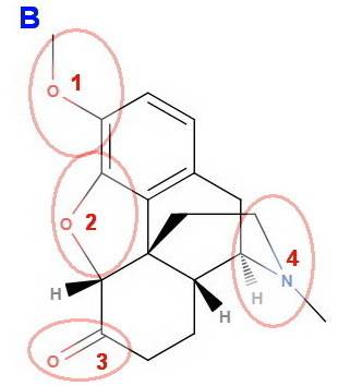 What are the functional groups in vicodin?