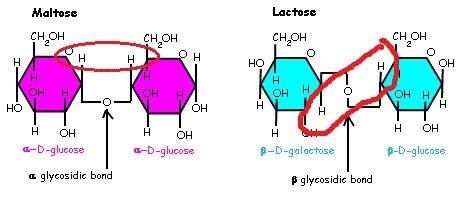 What is the difference between linking glucose molecules with α-1,4-glycosidic linkages versus β-1,4