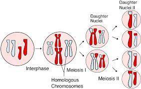 Which cells are a product of meiosis?  a.blood cells b.  brain cells c.  intestinal cells d.  muscle