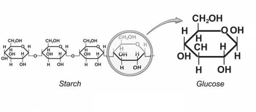 Starch is made up of:   polymer for nucleic acids  simple proteins units of c 6 h 12 o 6  amino acid