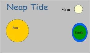 What type of tide cycle has the greatest differences between the level of tides in one day?  a. neap