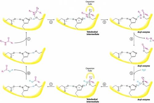 Put the steps of the mechanism of chymotrypsin catalysis in order from first to last. note:  your te