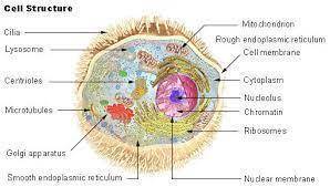 All of the following are principles of the cell theory except (a)all living things are made of one o
