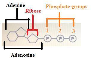 Which correctly describes molecules “a” in this diagram?  a_adenosine triphosphate  b_adenosine diph