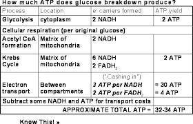 How many atp, nadh, and fadh2 are produced and each step of cellular respiration?