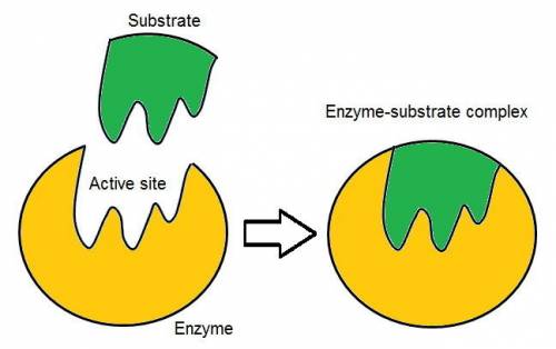 When do enzymes allow chemical reactions to occur?
