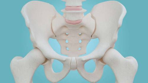 Which part of the body does the pelvis protect?