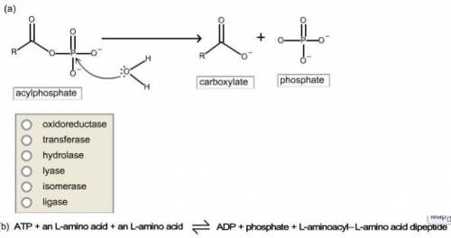 For the enzymatically catalyzed reactions shown below, classify the enzymes as oxidoreductases, tran