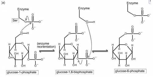 For the enzymatically catalyzed reactions shown below, classify the enzymes as oxidoreductases, tran