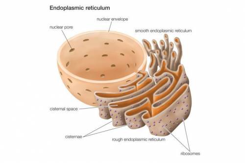What is the definition for endoplasmic reticulum