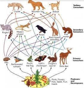 Which is an interconnection of food chains in an ecosystem