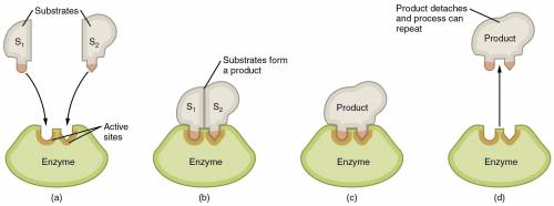 Describe the effects that enzymes can have on substrates