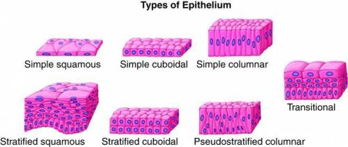 The primary purpose of stratification in epithelial tissue is for increased