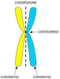 Which best describes a centromere?   a. sister chromosomes that are held together by a chromatid  b.