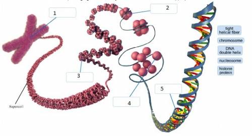 Label each level of dna packaging in the eukaryotic chromosome with the appropriate term.