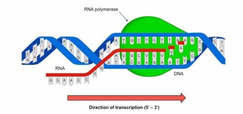 What is the role of rna polymerase?  it creates the dna strand. it bonds the dna strand. it  transcr