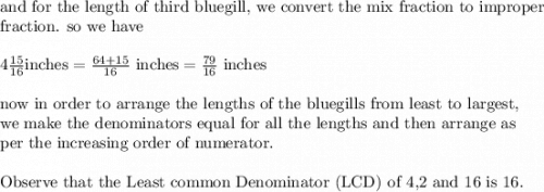 \text{and for the length of third bluegill, we convert the mix fraction to improper}\\&#10;\text{fraction. so we have}\\&#10;\\&#10;4\frac{15}{16}\text{inches}=\frac{64+15}{16} \text{ inches}=\frac{79}{16 }\text{ inches}\\&#10;\\&#10;\text{now in order to arrange the lengths of the bluegills from least to largest,}\\&#10;\text{we make the denominators equal for all the lengths and then arrange as}\\&#10;\text{per the increasing order of numerator.}\\&#10;\\&#10;\text{Observe that the Least common Denominator (LCD) of 4,2 and 16 is 16.}