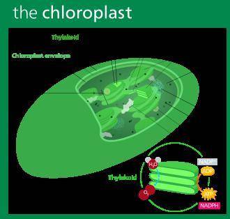 Photosynthesis is a process that takes place in chloroplasts and uses light energy to generate high-