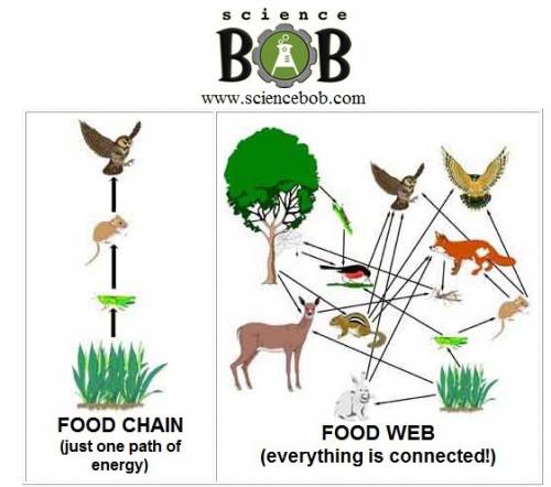 Why is a food web a better model than a food chain for showing feeding relationships?   a. many anim