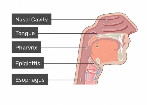 The cartilage formation which divides the trachea from the esophagus during swallowing is called