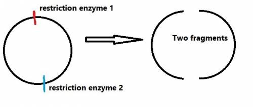 Adna molecule is cut with two different restriction enzymes known to cleave it only once each. after
