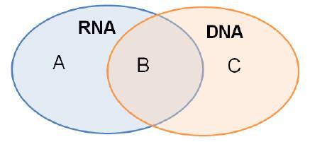 Avenn diagram can be used to compare and contrast nucleic acids. which characteristic would be corre