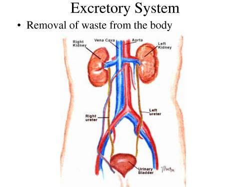 What is the main function of the excretory system in mammals?