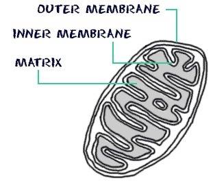 How does the structure of the mitochondria affect its function?