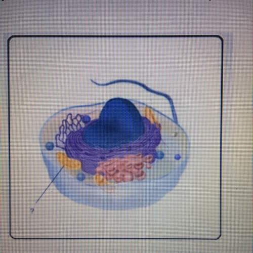 For what cell process is the mitochondria (picture below) responsible?