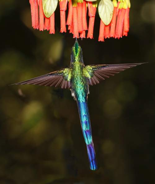 The very long beak of a hummingbird has evolved along with the tubular flower that it pollinates. wh