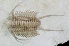 Iwill give brainliest for first answerlook at this picture of a trilobite. these animals