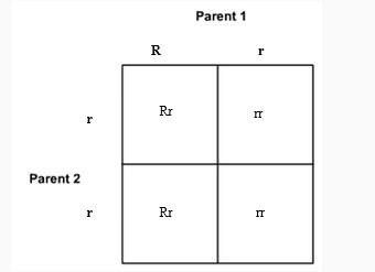 Brainliest and 30 points analyze this punnett square:  1. in this punnett sq