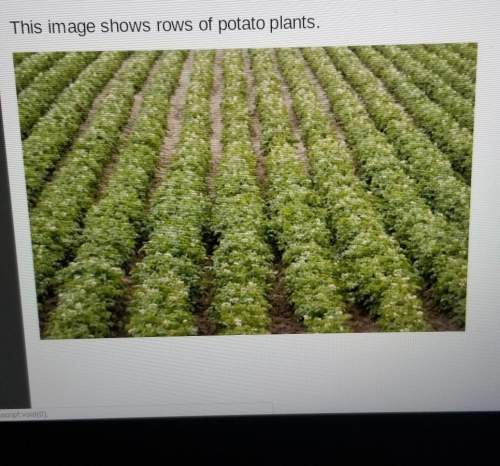 This image shows rows of potato plants which elements of design does this image show? 1. the