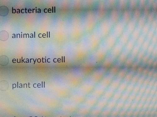 Which of the following is an example of the prokaryotic cell?