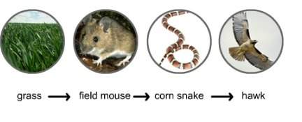 Here is a food chain in a meadow. use this food chain to answer this question. which organism