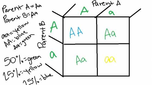 According to the punnett square for this square,what percentage of offspring is predicted to have bl