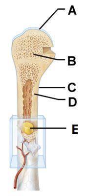 In which of the labeled parts of the adult long bone would hematopoietic tissue be located?