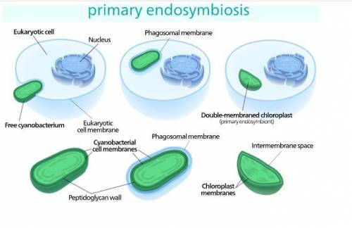 Which of the following best describes the main idea of the endosymbiotic theory?  modern day mitocho