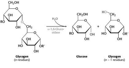 When glycogen is broken down into sugar what type of reaction occurs?
