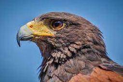 42. a hawk has a genetic trait that gives it much better eyesight than other hawks of the same speci