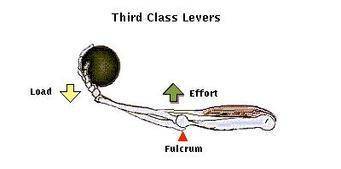 Explain how parts of the upper limb from a first-class lever and a third-class lever