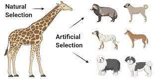 Selective breeding is the process by which humans breed plants or animals to produce certain desirab