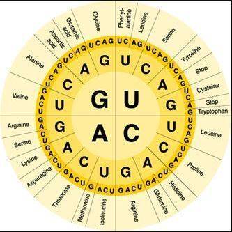 Consider the mrna wheel. mc022-1.jpg which amino acid is coded for by the mrna codon uaa?  start cod