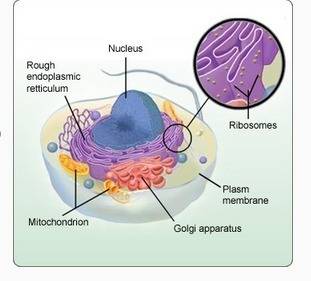:)which image is a correctly labeled prokaryotic cell?