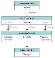 Identify the correct sequence of events for the digestion of starch?  a. salivary amylase is produce