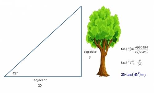 Atree casts a 25m shadow when the angle of elevation to the sun is 40. approximately how tall is the