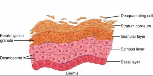 Which is the correct order of epidermal layers from deep to superficial (in thick skin)?