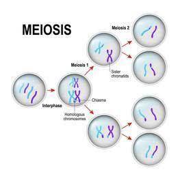 A. a cell with a diploid number of 12 chromosomes undergoes meiosis. how many daughter cells will be