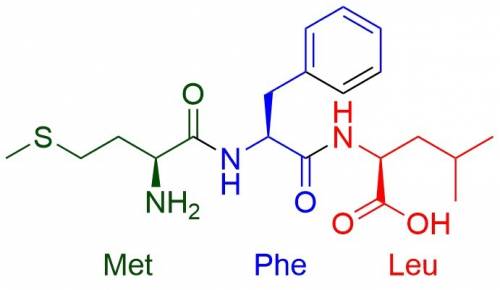 In polypeptide met-phe-leu, what amino acid has a free carboxyl group?