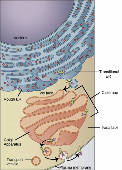 What is the major function of the endomembrane system?   a. producing and storing energy  b. transpo